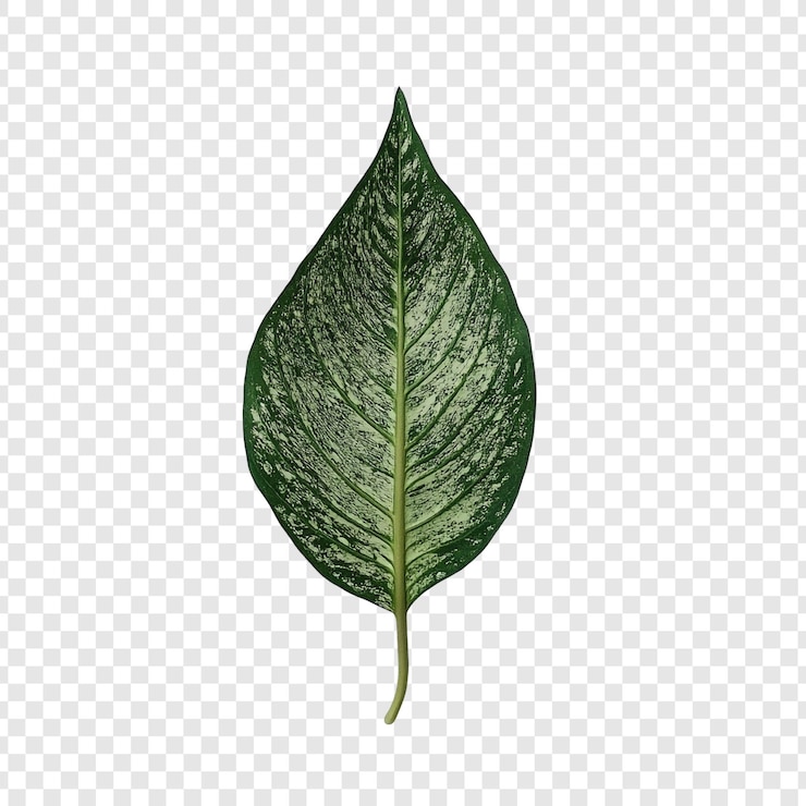 PSD gratuit vue rapprochée d'une seule feuille d'aglaonema