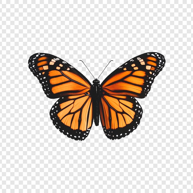A borboleta-monarca, um vibrante símbolo de transformação