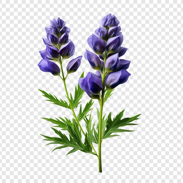 PSD grátis aconitum png isolado em fundo transparente