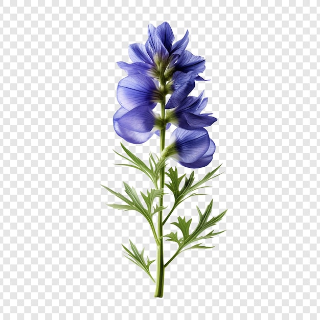 PSD grátis aconitum png isolado em fundo transparente