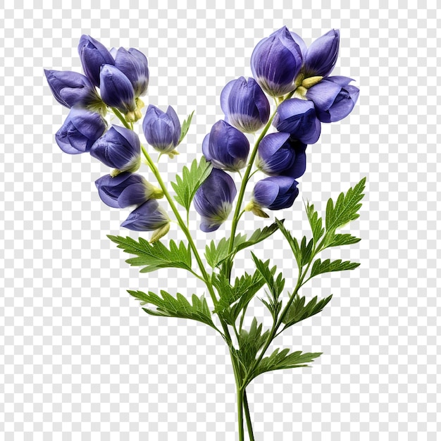 PSD grátis aconitum png isolado em fundo transparente