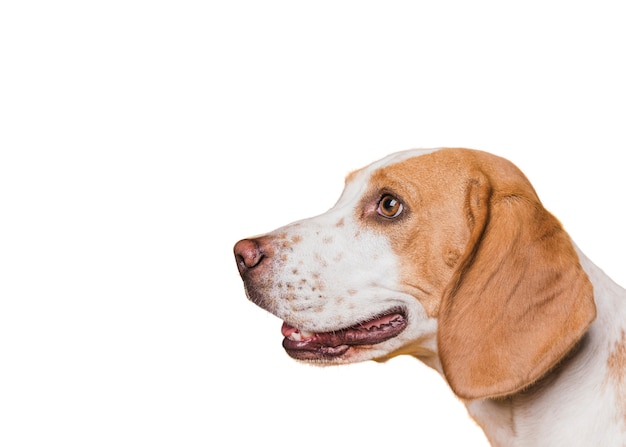 Adorável cena de cachorro de estimação