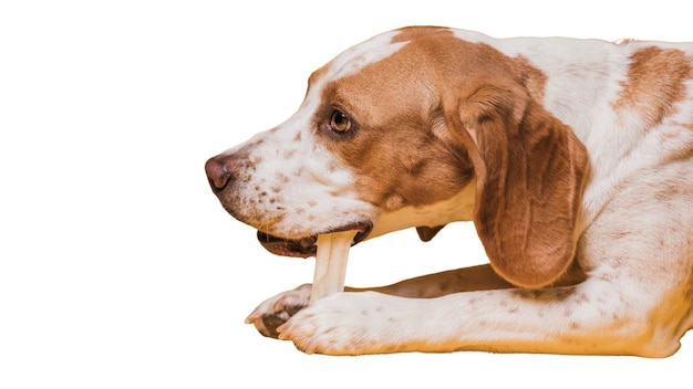 Adorável cena de cachorro de estimação