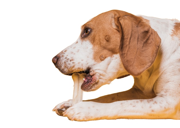 Adorável cena de cachorro de estimação