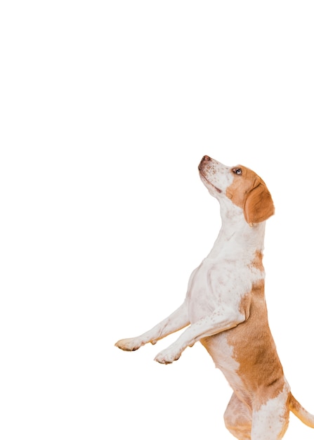 Adorável cena de cachorro de estimação