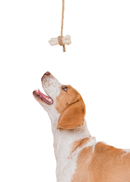 Adorável cena de cachorro de estimação