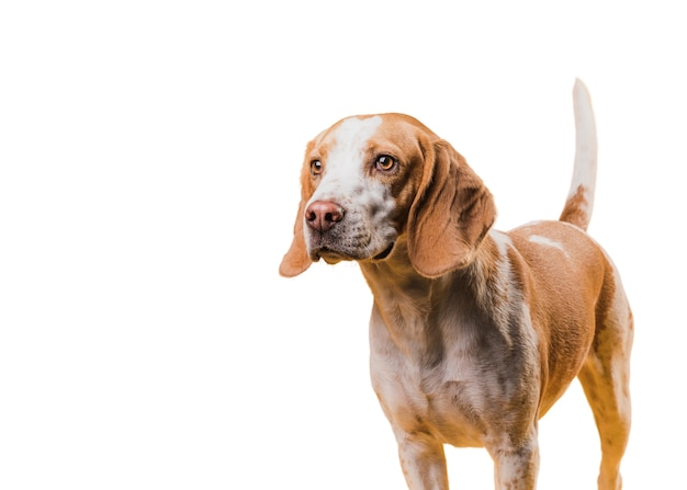 Adorável cena de cachorro de estimação