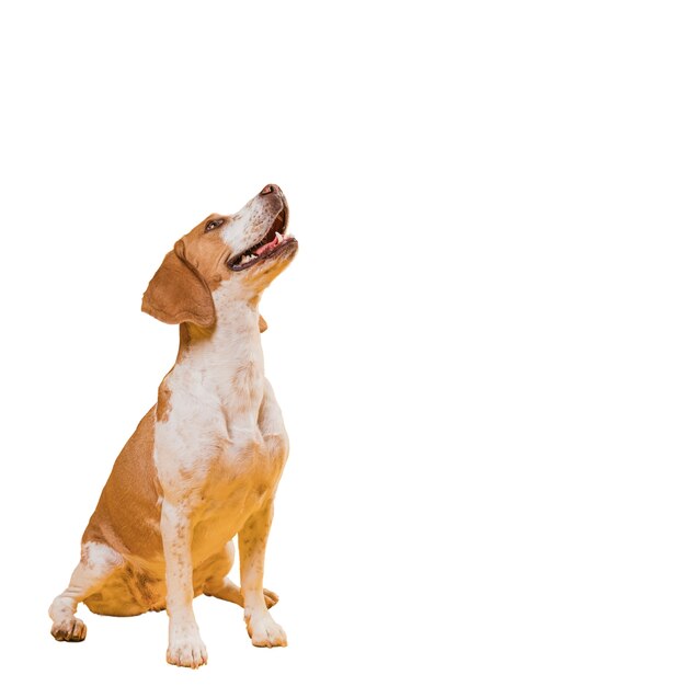 Adorável cena de cachorro de estimação