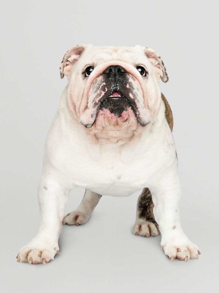 PSD grátis adorável retrato de cachorro bulldog branco