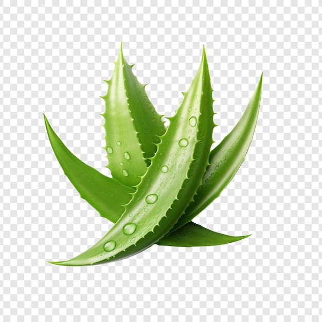 Aloe vera png isolado em fundo transparente