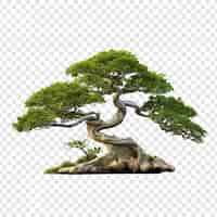 PSD grátis Árvore bonsai isolada em fundo transparente