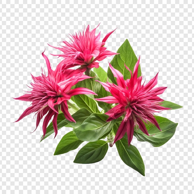 PSD grátis bee balm png isolado em fundo transparente