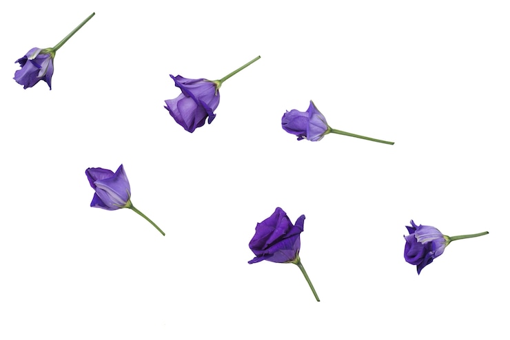 PSD grátis belas rosas decoração isolada