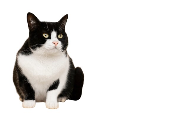 Belíssimo retrato de gato isolado