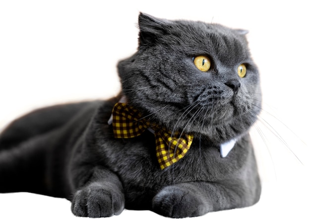 Belo retrato de gato isolado