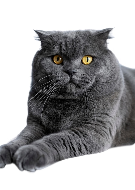 Belo retrato de gato isolado