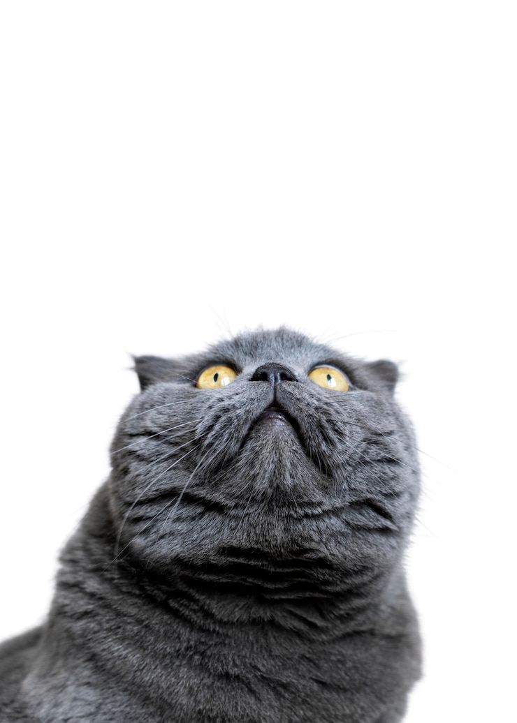PSD grátis belo retrato de gato isolado