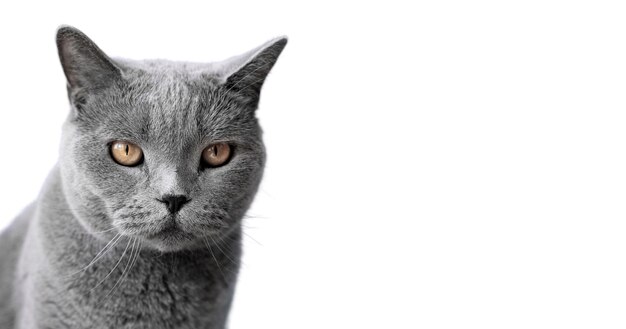 Belo retrato de gato isolado