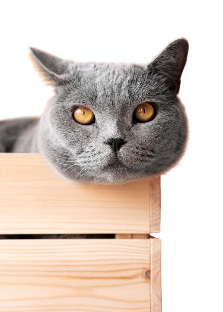 PSD grátis belo retrato de gato isolado
