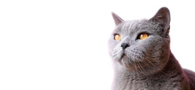 Belo retrato de gato isolado