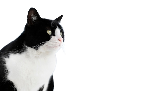Belo retrato de gato isolado