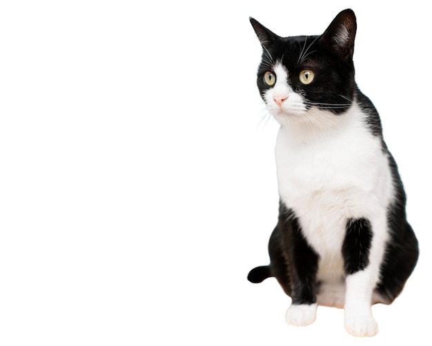 O Gato PNG , Gato, Gato Dos Desenhos Animados, Lince Imagem PNG e PSD Para  Download Gratuito