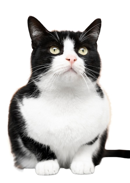 Belo retrato de gato isolado