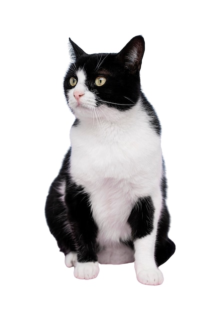 Desenho De Gatinho Preto PNG , Gato Preto, Gato Dos Desenhos Animados,  Lindo Gato Imagem PNG e PSD Para Download Gratuito