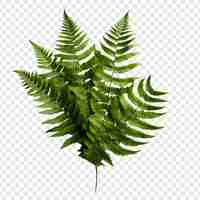 PSD grátis boston fern nephrolepis exultate png isolado em fundo transparente