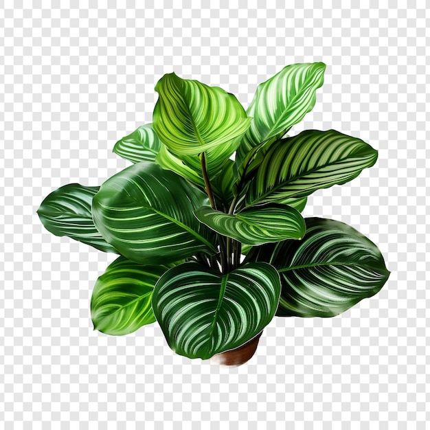 PSD grátis calathea orbifolia png isolada em fundo transparente