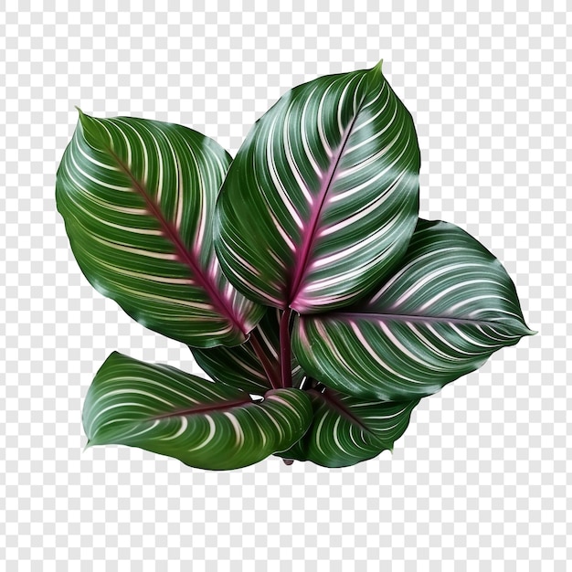 Calathea orbifolia png isolada em fundo transparente