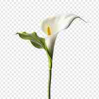 PSD grátis calla lily png isolada em fundo transparente