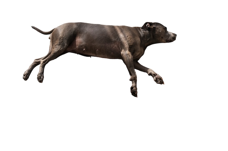 PSD grátis cão adorável isolado