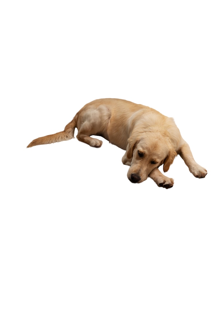 PSD grátis cão adorável isolado