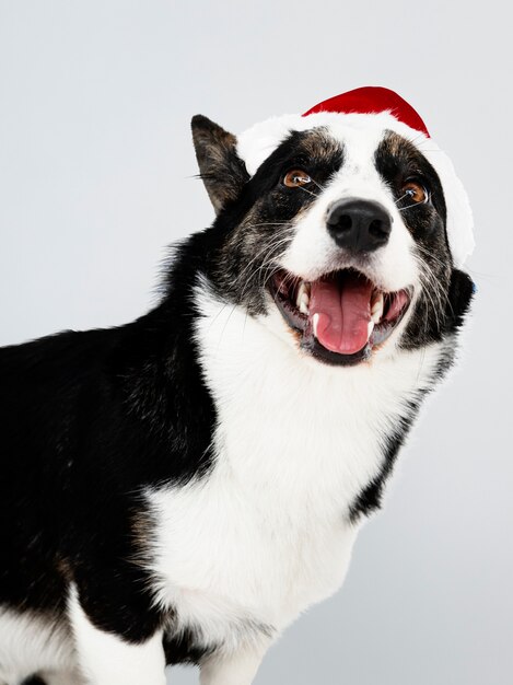 Cardigan Welsh Corgi com um chapéu de Natal