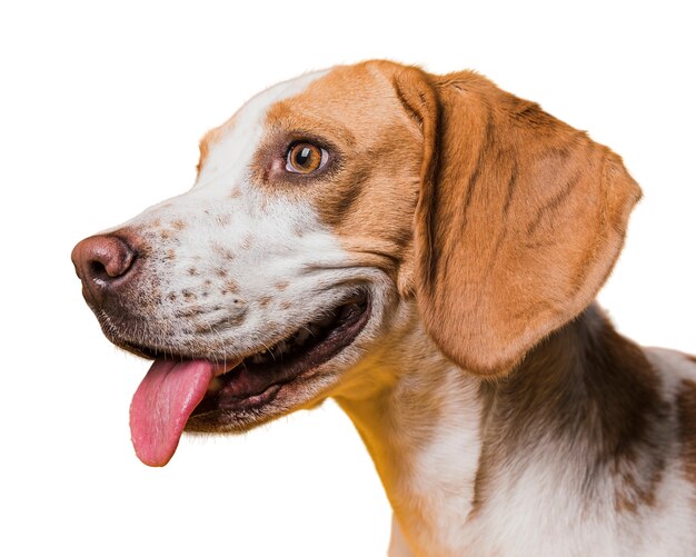 Cena com adorável cachorro marrom e branco