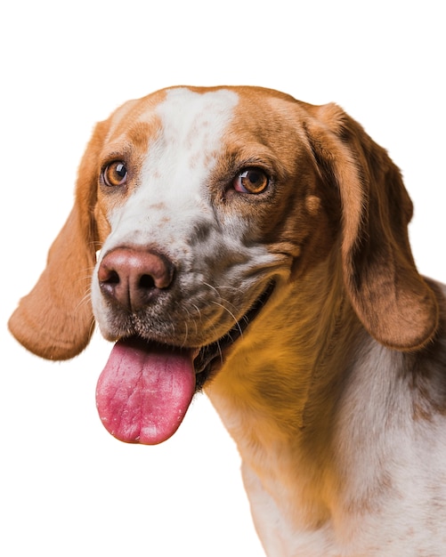 Cena com adorável cachorro marrom e branco