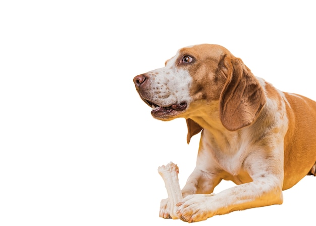 PSD grátis cena com cachorro marrom e branco