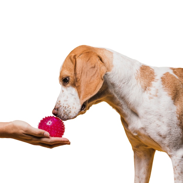 Cena fofa de cachorro marrom e branco