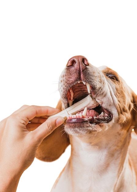 PSD grátis cena fofa de cachorro marrom e branco