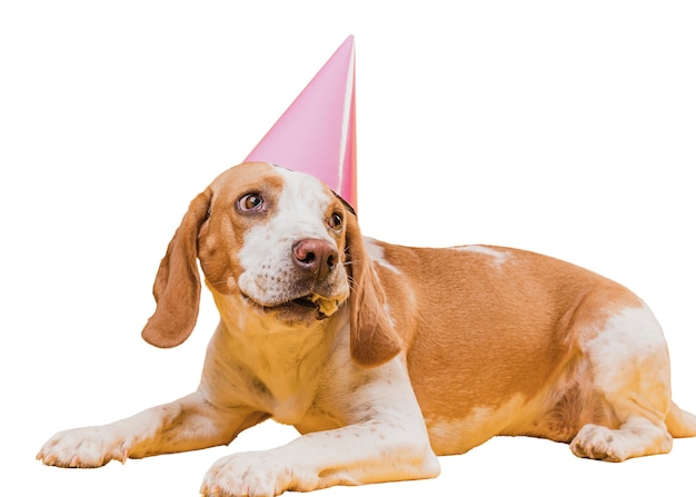 Cena fofa de cachorro marrom e branco
