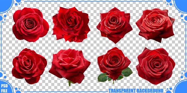 Coleção de rosas vermelhas em fundo transparente