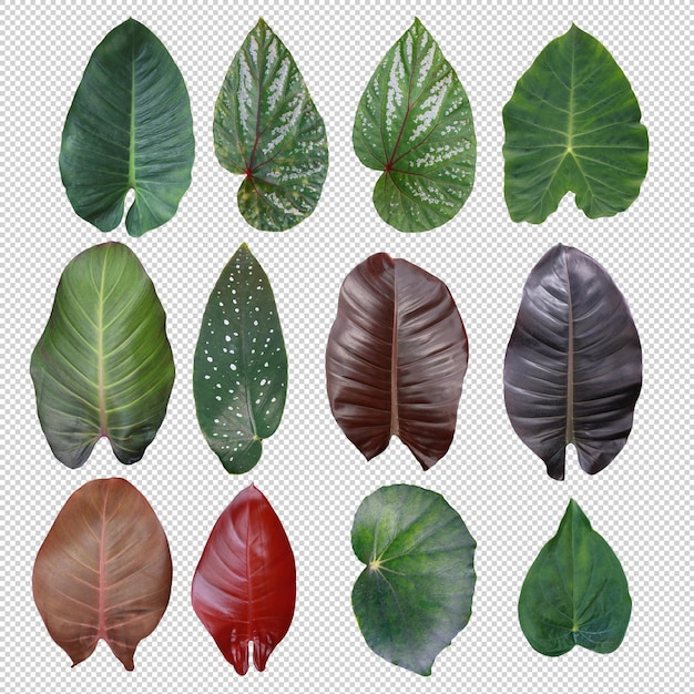 Conjunto de folhas tropicais em fundo transparente