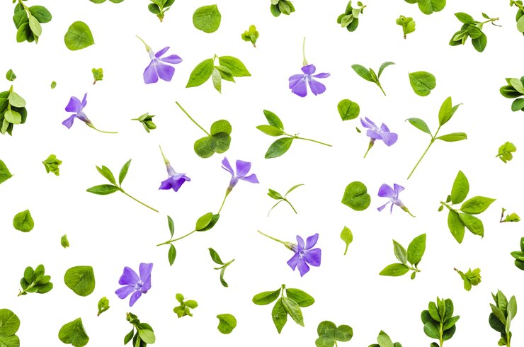 PSD grátis desenho de padrão floral isolado