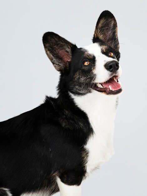 Feliz, cardigan, galês, corgi, cão