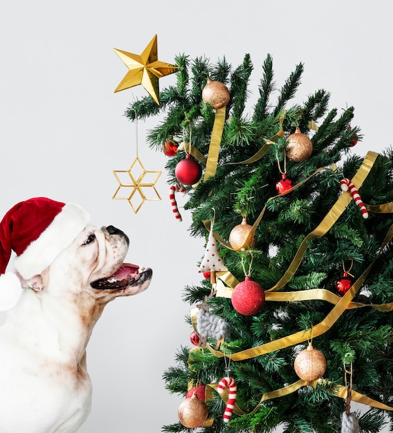 PSD grátis filhote de bulldog bonito vestindo um chapéu de papai noel, segurando uma caixa de presente