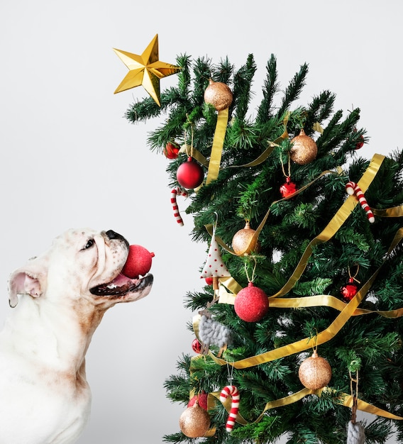 Filhote de bulldog bonito vestindo um chapéu de papai noel, segurando uma caixa de presente