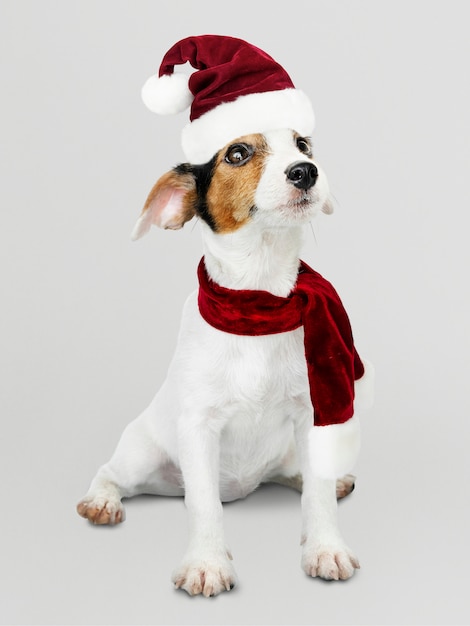 Filhote de cachorro adorável jack russell retriever vestindo um chapéu de natal