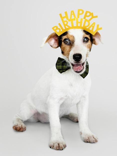 Filhote de cachorro adorável jack russell retriever vestindo uma coroa de feliz aniversário