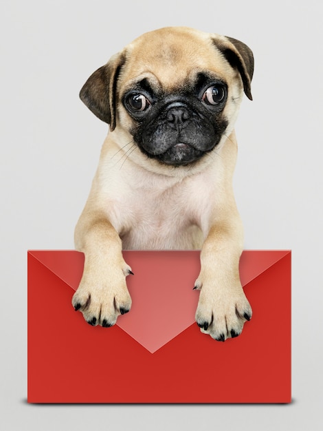 Filhote de pug adorável com uma maquete de envelope vermelho